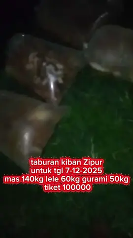 kolam pancing kiban Zipur buka Minggu tgl 7-12-2025 start jam 08:00-18:00 tiket 100k#mancing #hiburan #fishing 