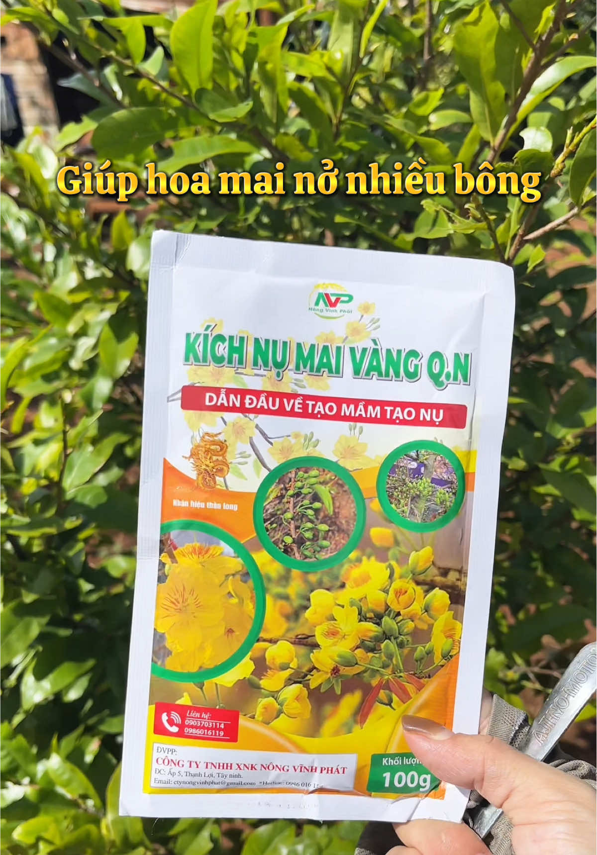 Giúp mai nở đều, đẹp kịp ăn tết nha các bác #kichnumaivang #kichnumai #hoamai 