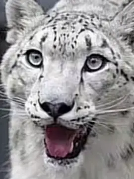 Momazos de los leopardos de las nieves