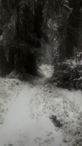 the cold is just cold 🖤 #darkaesthetic #darknaturalism #snowaesthetic #moody #gloomy 