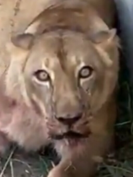 HOMEM ENTRA NA JAULA DE LEÃO (LEOA NA VERDADE)