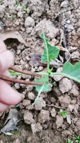 Lá lành đùm lá rách phiên bản mới 🤪