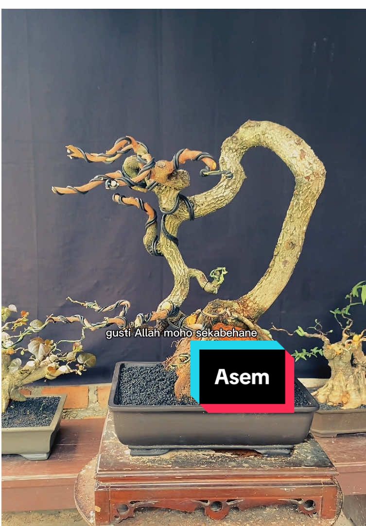 Asem Jawa #bonsai #small #fyp #asem  @Gilang_Bonsai #lampung 