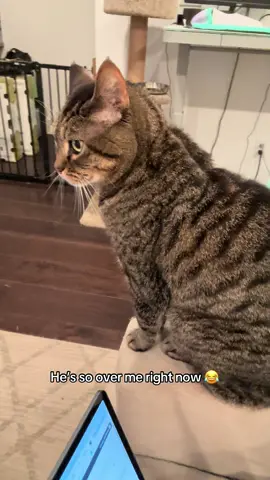 In my defense, he tried to pressure me into an early dinner 🙄 #catsoftiktok #funny 
