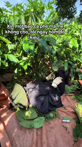 Cỡ đó hong đó#47daklak #eahleo_đắklắk 