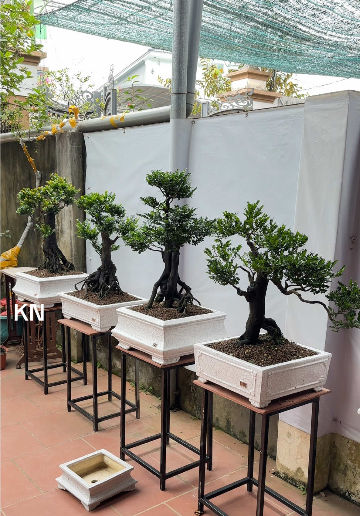 Những tác ohaamr tùng đen lùn lực sưu tầm lh @559338625 #caycanhdep #bonsaiphongtra #fypシ゚ #bonsai #caytrongnha 
