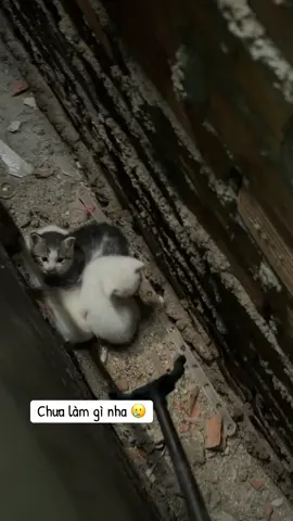 Chưa làm gì?? Thề 🥲#meow 