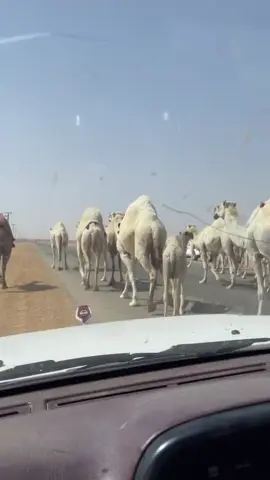 #حرش_العراقيب🐪 