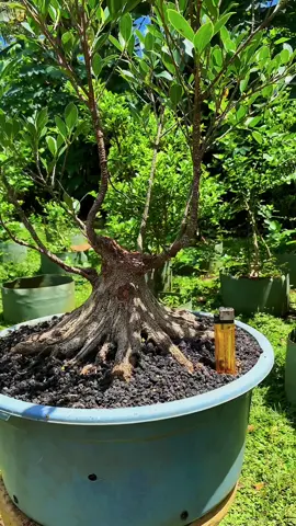Kimeng #bonsai #tiktok 