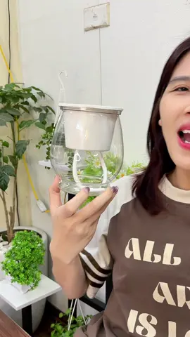 Bình thuỷ sinh trồng gừng #chauthuysinh #kimthach #tronggungphongthuy 