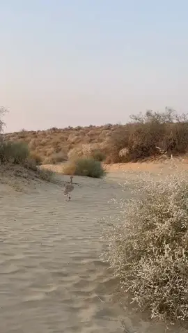 #taloor#achrothar🌹 #aliahmedgaho66 