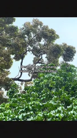 info ketua#musimdurian #durian #jagadurian #ninjadurian #masukberandafyp 