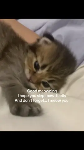 ,,Good meowning,I hope you slept paw-fectly,And don’t forget… I meow you”#cat #fyp #you #goodmorning #loveyou 