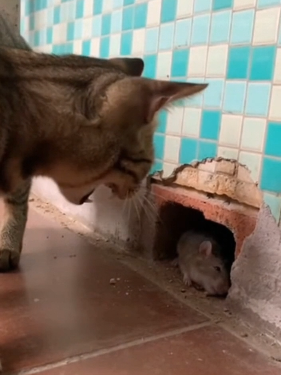 El michi solo quería marcar territorio… no mandar al ratón con Diosito 😹🙏💨 #gatos #humor #gatostiktok #memesdeanimales #viral 