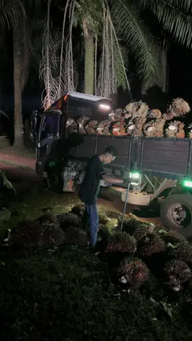 #fyp #kuliksawit🇮🇩🇲🇾😎😎 #kulikmuda 