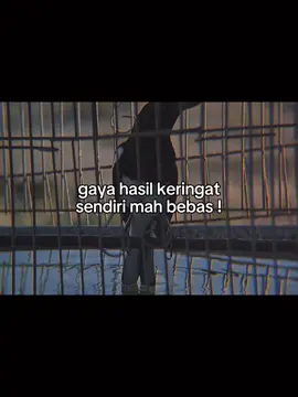 waktunya mandi #CapCut #kacerkicaumanianusantara #hitamputih #kacermaniaindonesia #kicaumania 