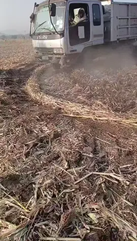 #oromotiktok❤️💚❤️ethiopiantiktok #ethiopian_tik_tok🇪🇹🇪🇹🇪🇹🇪🇹 #ethiopian_tik_tok #oro #oromotiktok #habesha @Mubarikmusama1 @Rachetesfaye @abba abdi1 @yuti_nass @IBSISHAGO🦋🤍 