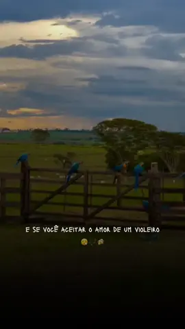 AMOR DE VIOLEIRO 🤠 - @Ícaro e Gilmar   #sertanejo #sertanejoraiz #agro #brasil 