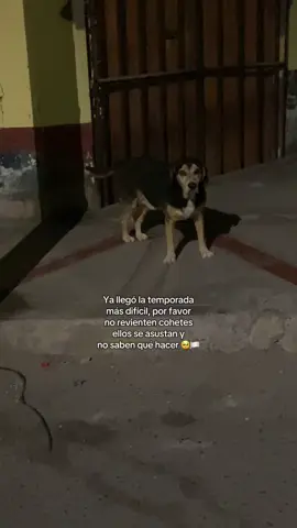 La peor pesadilla para ellos 💔 ¡ya no más!  #noalapirotecnia #perrosdelacalle #rescateanimal #navidad #fypp 