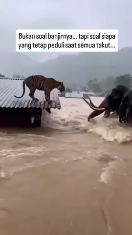 Lihat dulu ini… beginilah mustinya kekuatan itu digunakan untuk... #fy #fyp #fypシ゚ #banjir #foryoupage 