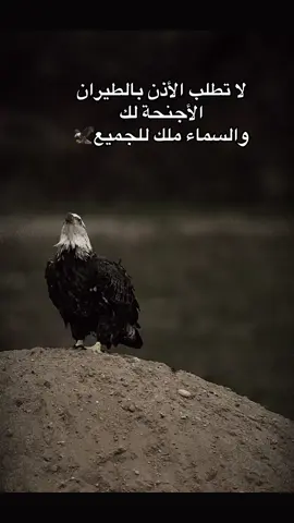 السماء هي ملك للجميع