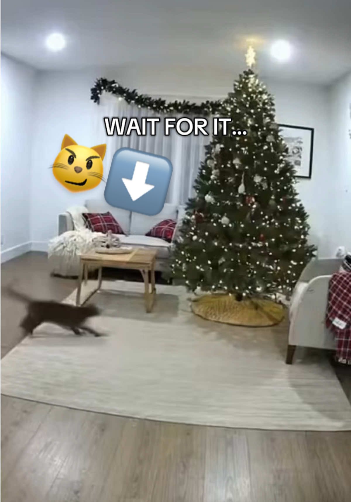 Bad kitties!!! 😳 Christmas Tree + Zoomies = Disaster 😱🎄😩  #cats #funny #funnyreels #trending #christmastree  Cats destroy the Christmas tree then get zoomies! The owner is not happy about the mess!
