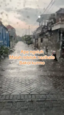 Suwon bib Batreiku full @Nasirbalboa @Rizqy Pasar Kurma Malang  #bakolkurmo #rizqypasarkurma #duniaperdagangan #fyppppppppppppppppppppppp 