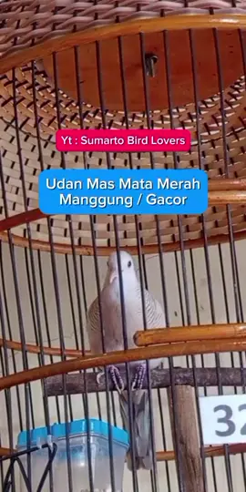 Perkutut Udan Mas Manggung Gacor #perkutut  #perkututudanmas  #perkututgacor  #perkututmanggung  #suaraperkutut 