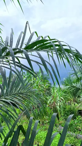 jangan ragu untuk merintis dari nol🫵🔥 #petanisawit #petanimuda #fyp #foryoupage #masukberandafyp 