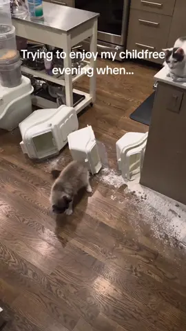 there's flour dust beyond this area too🙃 #catsoftiktok 