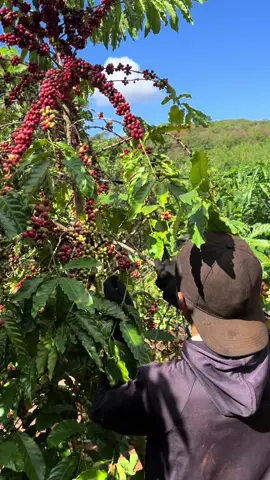 vừa hái vừa phá#gialai #tâynguyên #81gl #caphe 