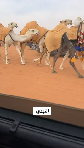 #مهرجان_الملك_عبدالعزيز_لمزاين_الابل #نادي_الابل #تصريح #مجلس_الصياهد 