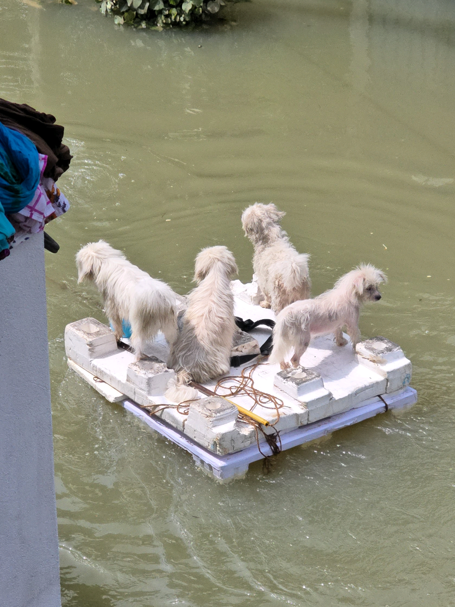 මිනිස්සු විතරක් නෙවෙයි සත්තුත් පව් එයාලවත් අපි බේරගමු මේ පින නම් කියලා වැඩක් නෑ 🥹❤️ . #millionviews #tiktok #omethphotography #chithulaometh #onemillionaudition 