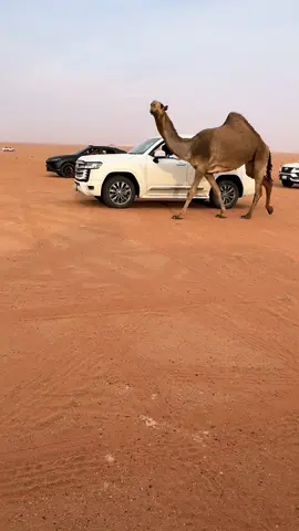 #ابن_سمار #سمارات #الابل #الابل_عطايا_الله #مهرجان_الملك_عبدالعزيز_لمزاين_الابل 