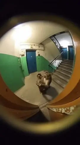 #ai #sora #aianimals #funny 