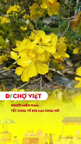 Người miền Nam: Tết chưa về khi mai chưa nở #dichoviet #tet2026 #tetnguyendan #tetbinhngo 