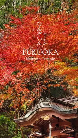 Nanzoin Temple ช่วงใบไม้เปลี่ยนสี บรรยากาศนี้ทำใจฟู 1,000%💛🧡❤️🍁🇯🇵✨ (📸 Date : 2 December 2025) #nanzointemple #วัดนันโซอิน #南蔵院 #Fukuoka #ฟุกุโอกะ 