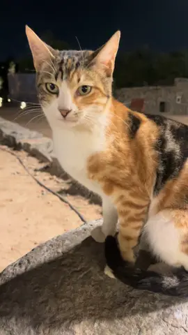 الراحمون يرحمهم الله #ارحموا_من_في_الارض_يرحمكم_من_في_السما #اطعام_الحيوان #رحمة_الحيوان #اكسبلورexplore #يد_الرحمة 