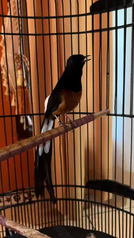 #kicaumania #muraibatuindonesia #muraigacor 