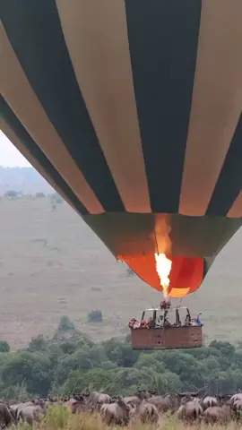 🦁✨ 7 DAYS OF PURE ADVENTURE IN KENYA! ✨🦁 For 2 people • Luxury • Fun • Unforgettable Day 1 – Nairobi 🌆 Touchdown in Kenya! Meet & greet, explore Nairobi, visit Giraffe Centre or relax before the adventure begins. Day 2 – Amboseli 🐘 Head to the land of GIANT elephants with Mt. Kilimanjaro towering behind. Afternoon game drive + sunset views. Day 3 – Amboseli Magic 🌄 Sunrise game drive, predators on the move, panoramic views from Observation Hill & optional Maasai village visit. Day 4 – Lake Naivasha 🌊 Boat safari with hippos, then a walking safari on Crescent Island surrounded by giraffes & zebras! Day 5 – Maasai Mara 🦁 Into the world-famous Mara! Big cats, elephants & endless savannah. Sunset sundowners with Maasai storytelling. Day 6 – Full-Day Mara Adventure 🐆 Full-day game drive, Mara River, big cat hotspots. Optional sunrise hot-air balloon + champagne breakfast! Day 7 – Farewell Kenya ❤️ Morning game drive → Nairobi → Flight home with memories for life. 📞 Ready to explore Kenya? WhatsApp: +254 745 861 688 Email: curioussafariss@gmail.com #KenyaSafari #VisitKenya #MagicalKenya #KenyaTravel #AfricaSafaris 