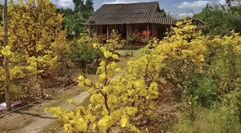 “Tết miền Tây mình có hoa mai…#xuhuong #chill #mientay #tamtrang #tet 