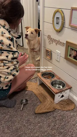 All I want for Christmas issss youuuuu #fyp #dogsofttiktok #tripoddog #puppytiktok #christmas 