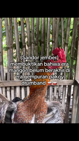 Benarkah ketua?#ayambangkok #ayambangkoksuper #ayammangon #ayampakhoy #fyppppppppppppppppppppppp 