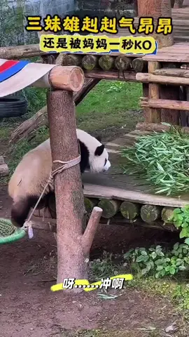 mì cay chưa kịp phản kháng đã bị mẹ hạ trong vòng 1 giây#gấutrúc #độngvật #panda 