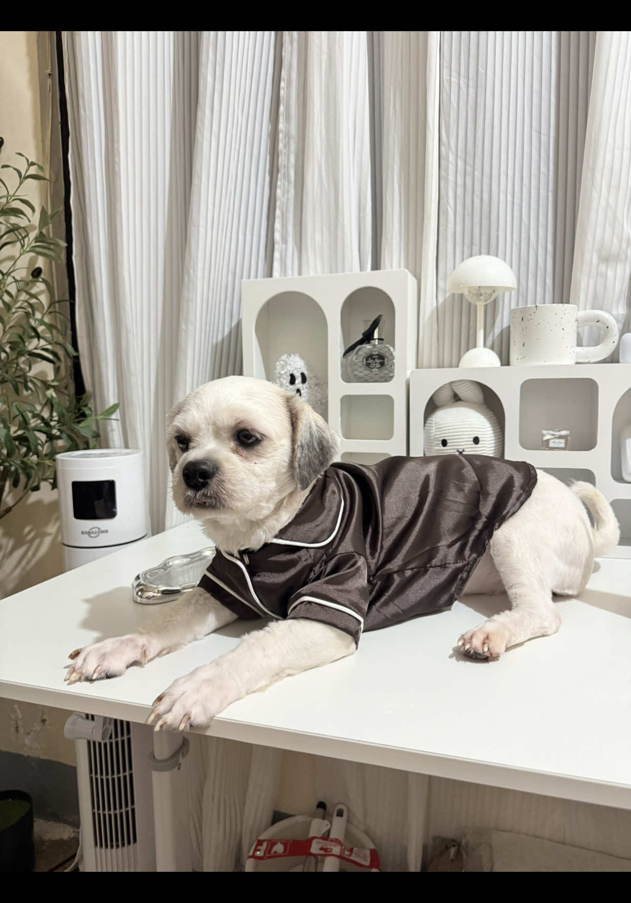 cutie ng sleepwear ng bebeh ko na yarn. pero suplada ayaw tumingin sa cam. 😭😂 #dogsleepwear #sleepwearfordog #dogclothes #dogsleepwears 