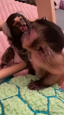 Grooming 😂 Remi said she’s busy!! #monkey #life #babygirl #welcome #viral 