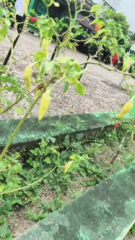 Bimbingan Perkawinan KUA Kec. Sungaiselan🤝🤝 #bimasislambabel #kanwilbabel #kemenagbangkatengah #bimbinganperkawinan #kua 