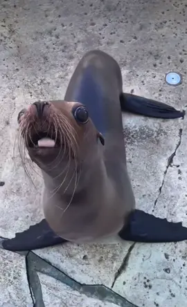 Sea lions 🤤 #sealion #seals #funny #the3rdhashtagisfunny