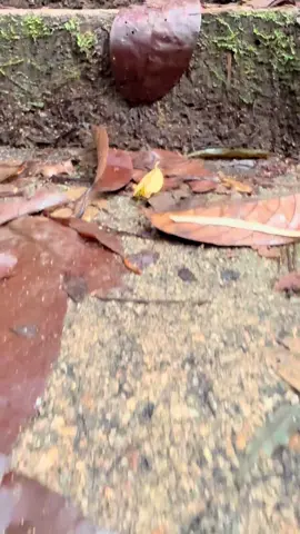 #HikingVibes# #NatureLovers# #MountainLife# #TrailAdventure# #ScenicViews