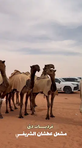 #صباحات_شمر #مهرجان_الملك_عبدالعزيز_لمزاين_الابل10 #الصياهد #شمر #مشعل_عطشان_الشمري 